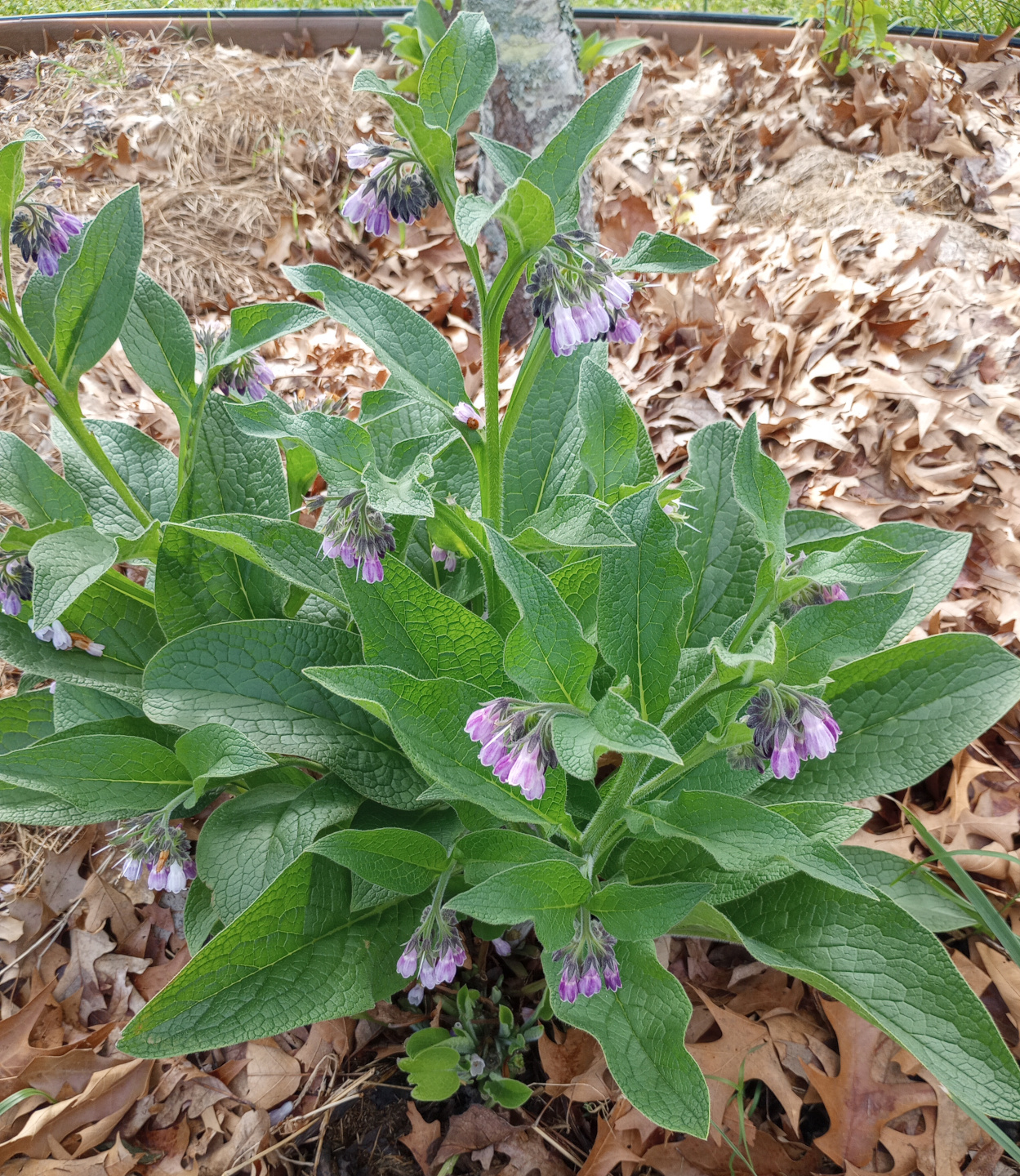 Comfrey is a staple of a permaculture homestead and one of our favorite plants.