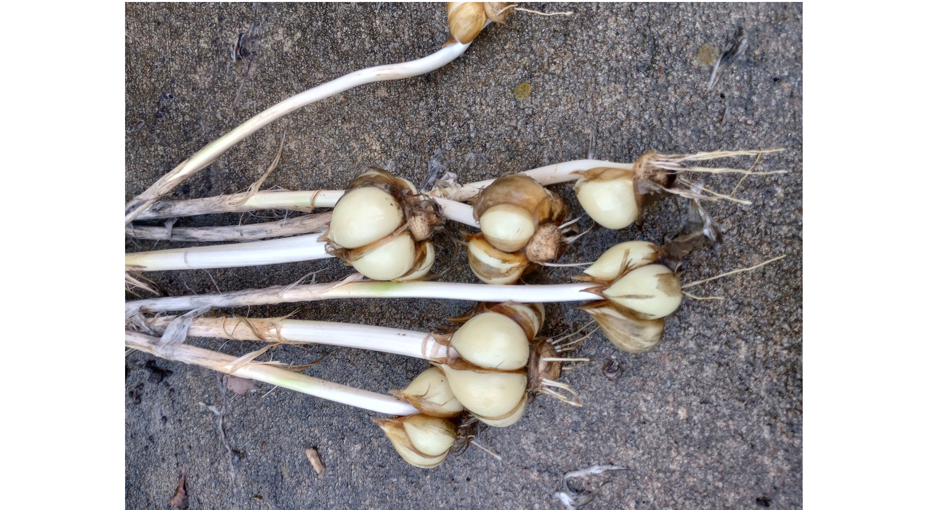 We've had some good success growing garlic.