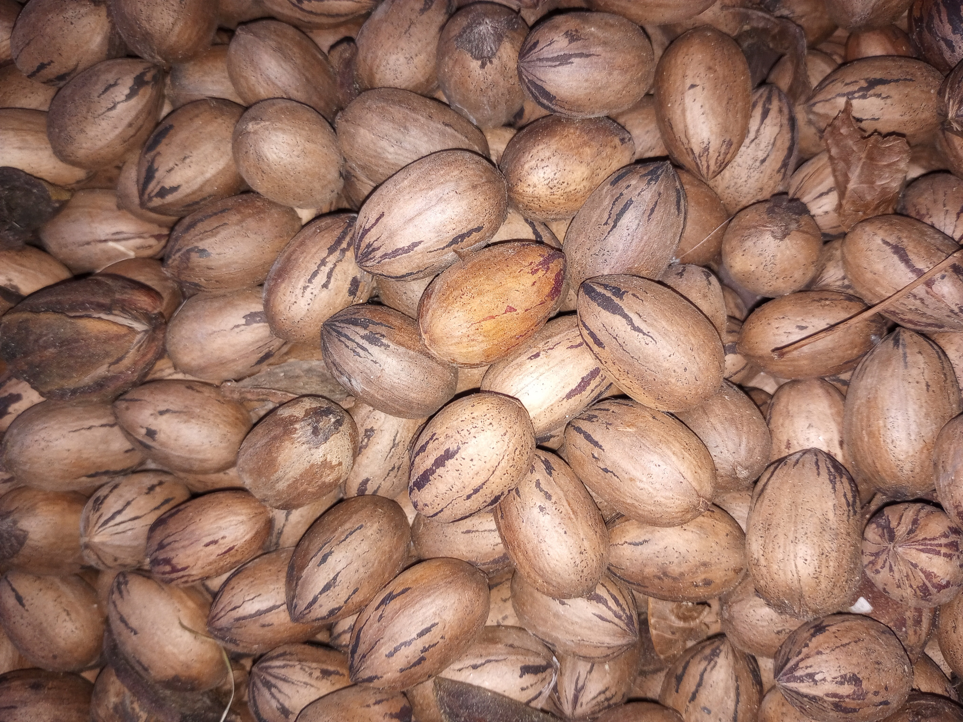 We have two mature pecan trees available for pick-your-own nuts in late fall through early winter.