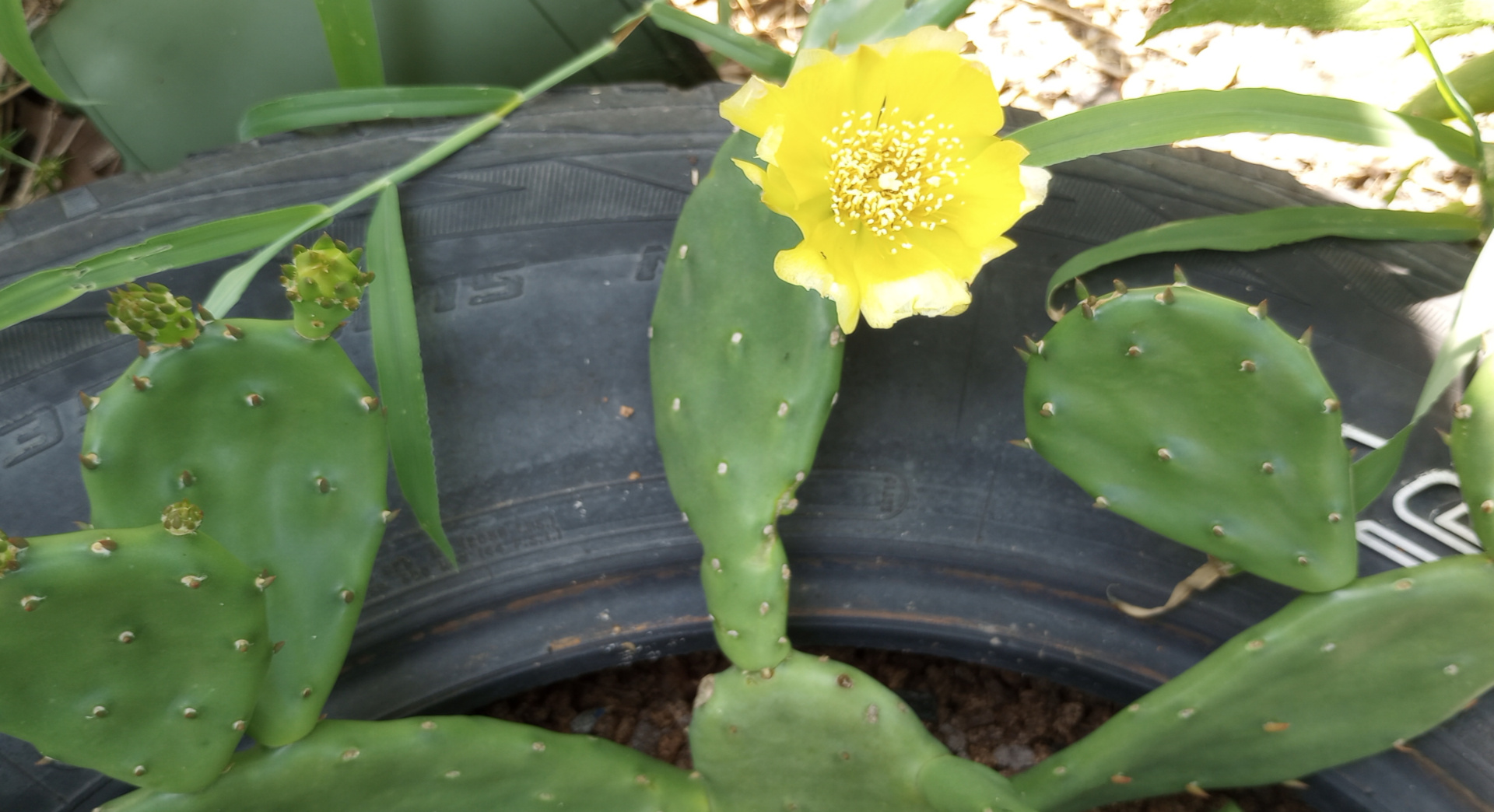 Prickly pear cactus are native to our area &mdash; here one flowers in early spring.