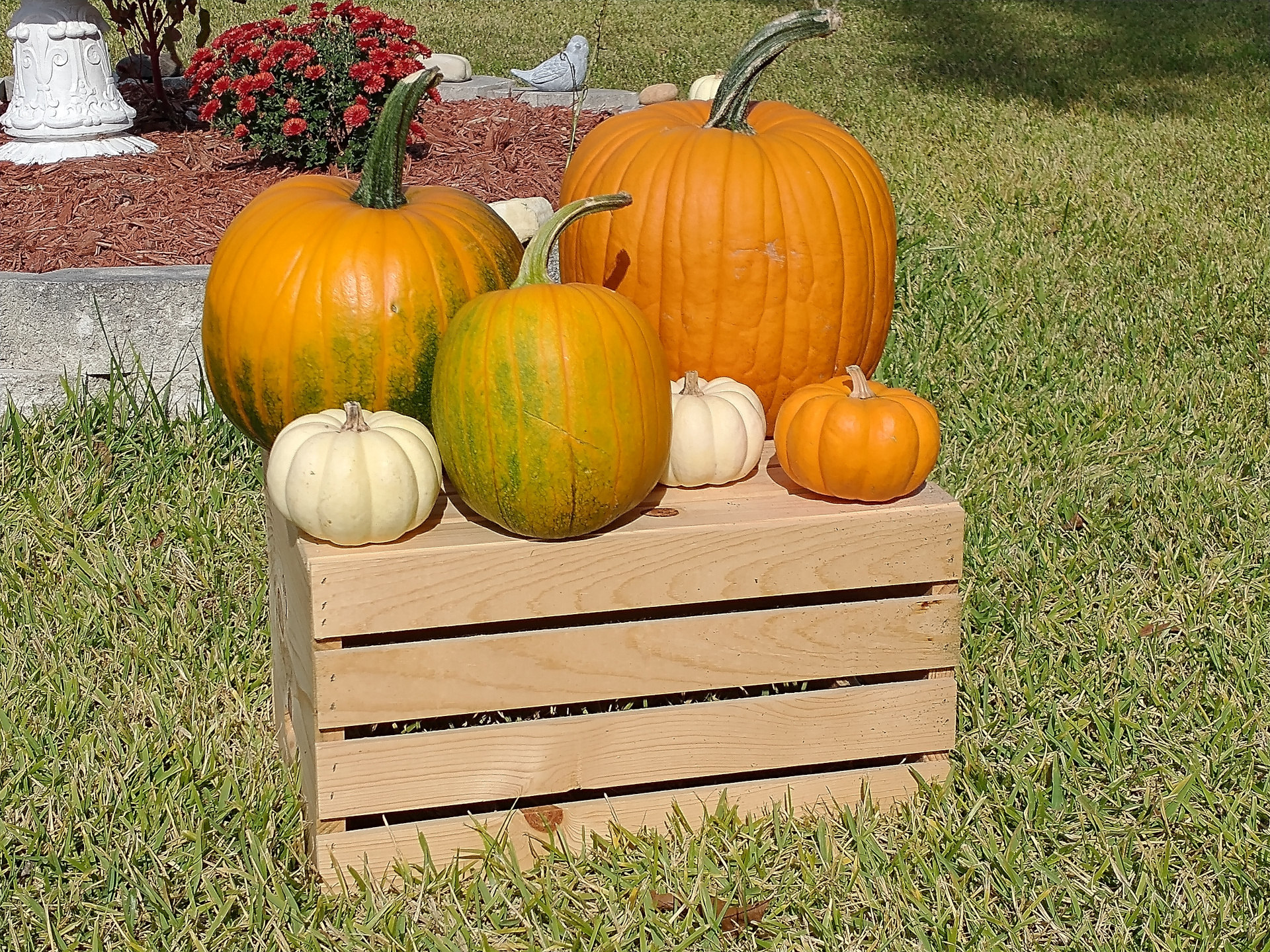 Pumpkins grown right here on the farm.