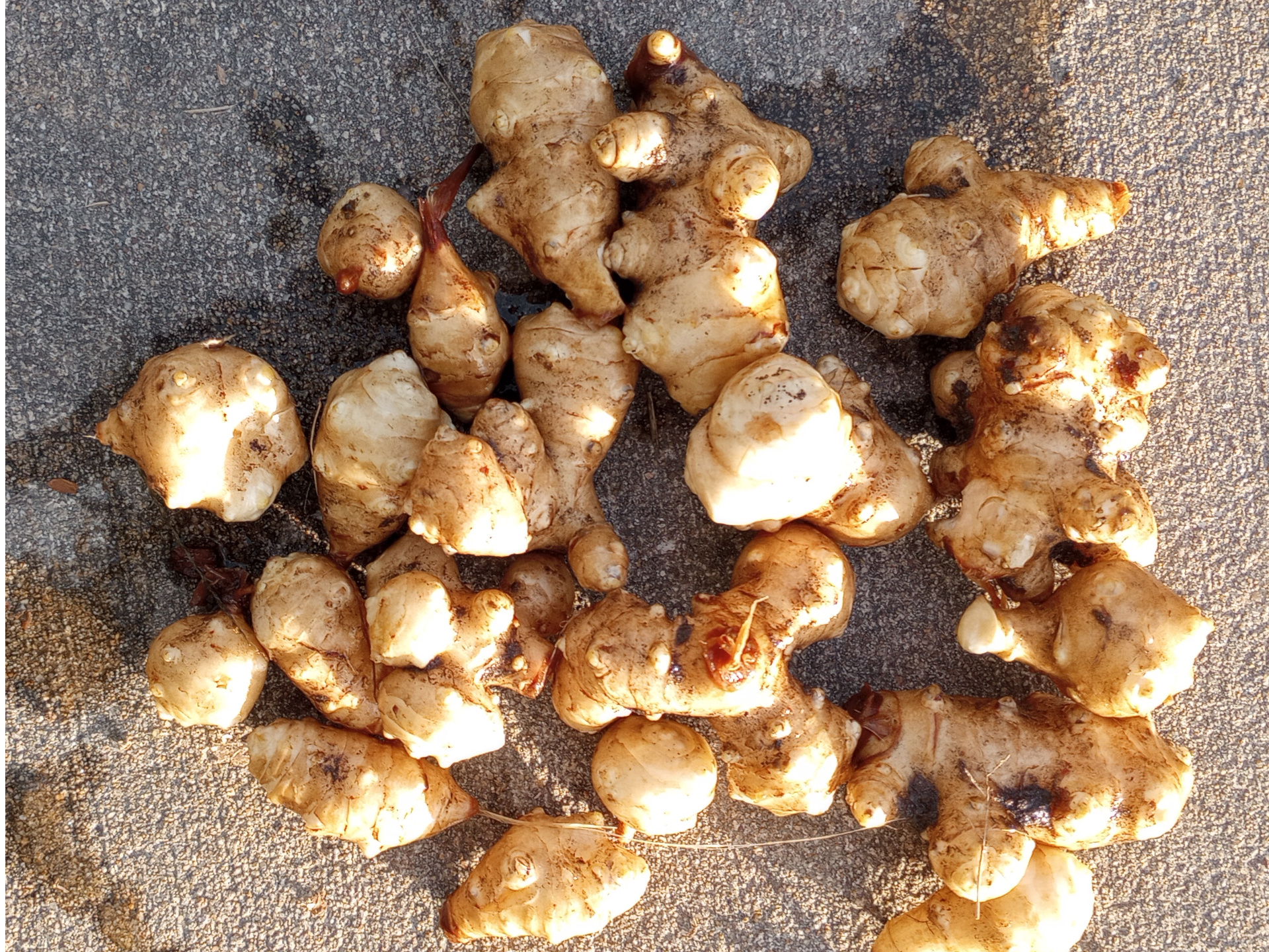 Sunchokes are usually available after the first frost. Dug up, cleaned, and cooked, they make a great potato substitute that doesn't spike insulin.