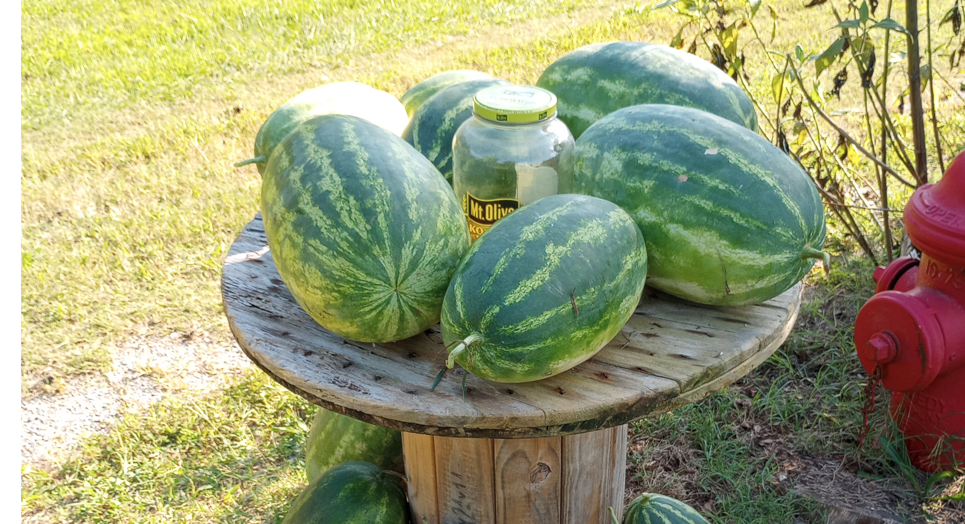 These watermelons were grown here, some are pink inside and some are yellow.
