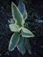 Variegated Comfrey