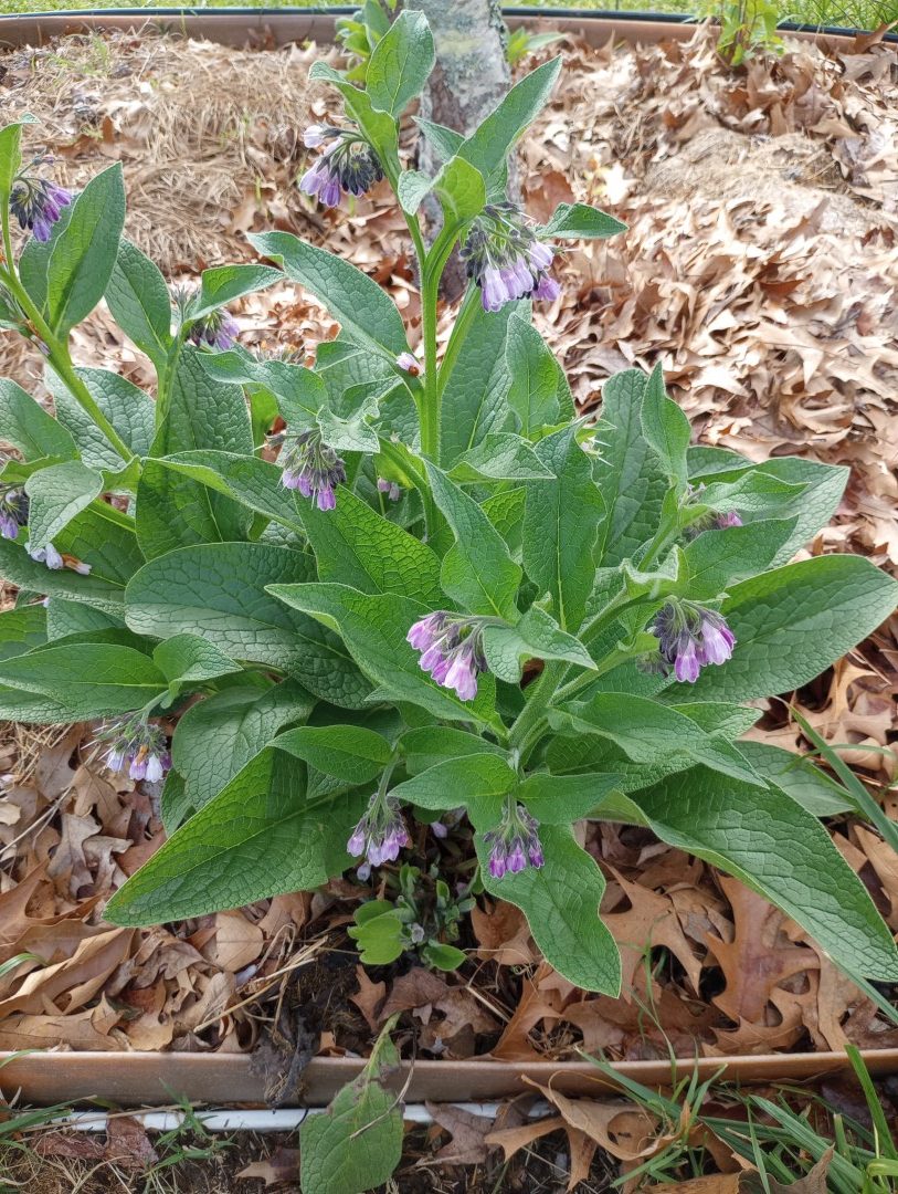 Flowering Comfrey