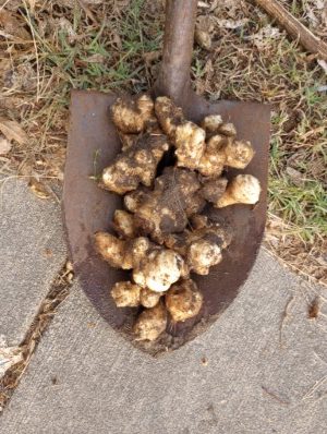 Raw Sunchoke Tubers