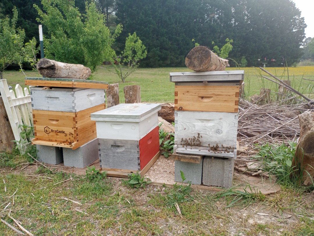Beginner Beekeeping