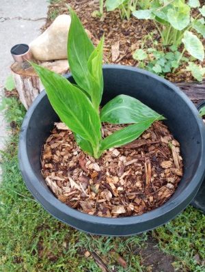 Canna Lily