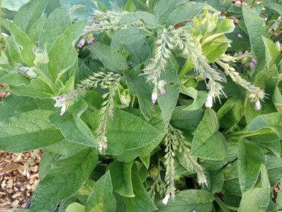 Comfrey Salve Production