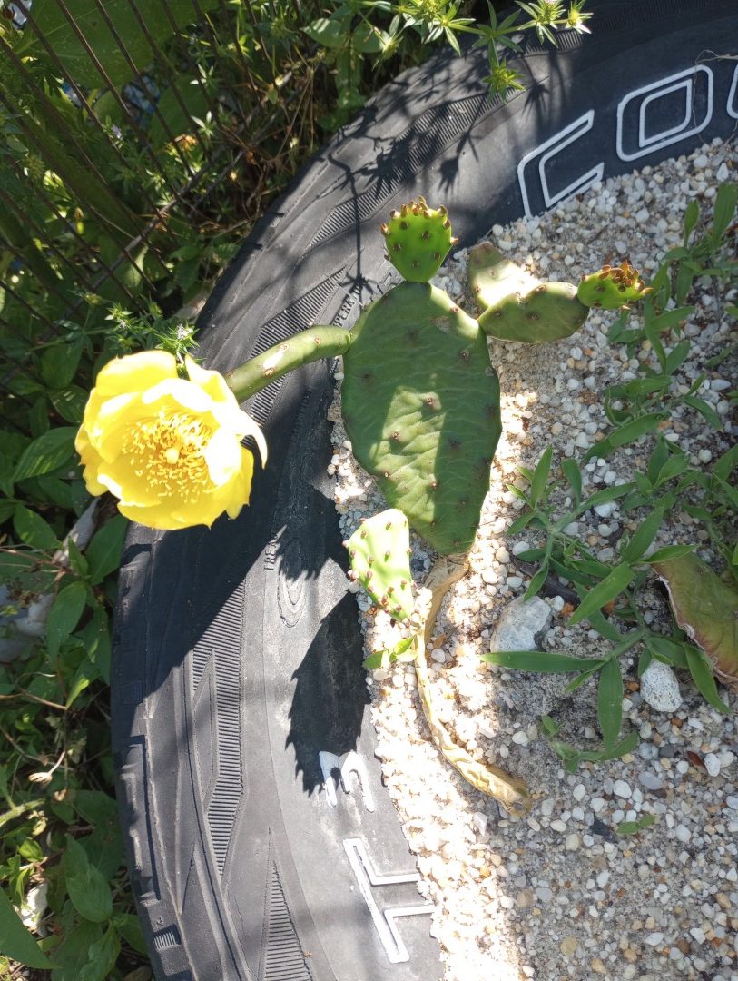 Prickly Pear Cactus