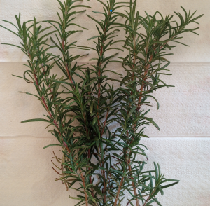 Rosemary Fresh U-Pick (Price varies based on amount)
