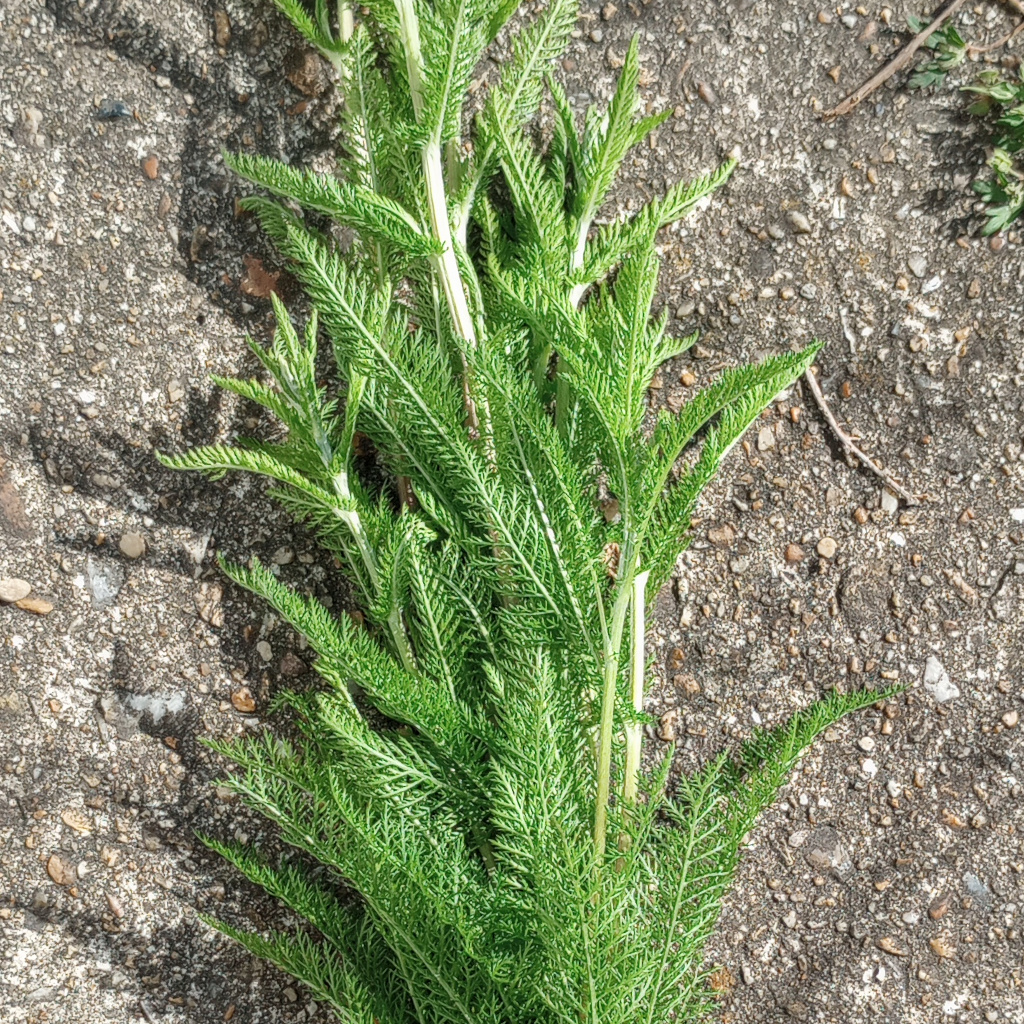Fresh U-Pick Yarrow (price  varies based on quantity)